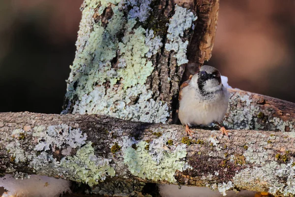 Hermoso Tiro Pájaro Joven Hábitat Natural — Foto de Stock