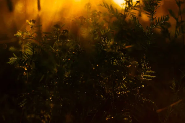 Frumos Împușcat Botanic Tapet Natural — Fotografie, imagine de stoc