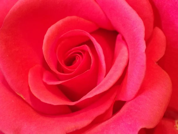 Hermosa Rosa Roja Cerca —  Fotos de Stock