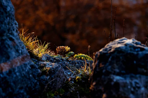 Vakker Høstskog Naturbakgrunn – stockfoto