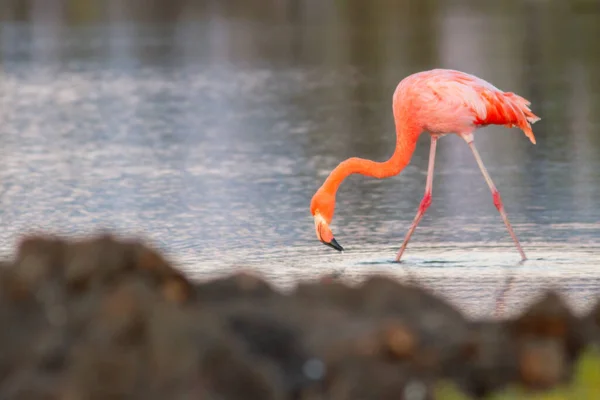 Flamingo Zoológico — Fotografia de Stock