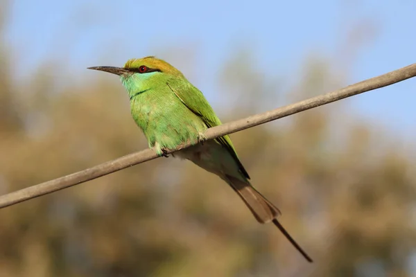 Vista Panorámica Hermoso Pájaro Naturaleza — Foto de Stock