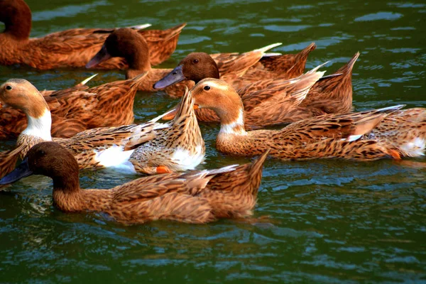 Patos Água — Fotografia de Stock