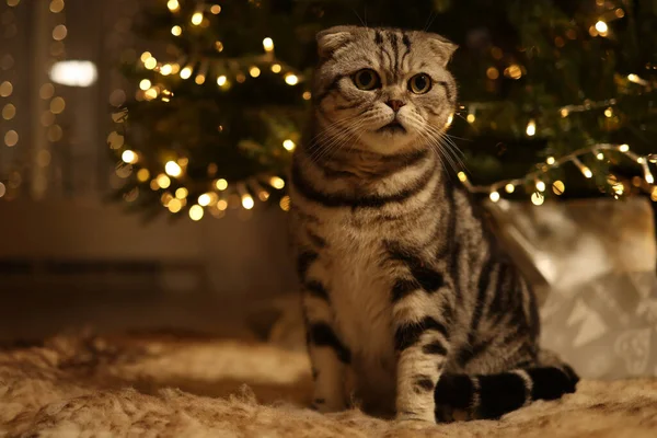 Niedliche Katze Mit Weihnachtsdekoration Auf Dem Hintergrund Der Lichter — Stockfoto