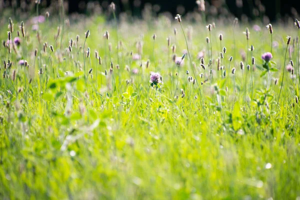 牧草地に咲く美しい春の花 — ストック写真