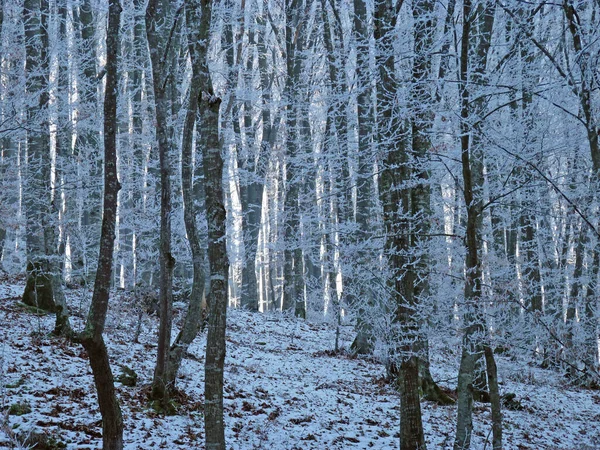 1月的冬季风景 森林和植物 — 图库照片