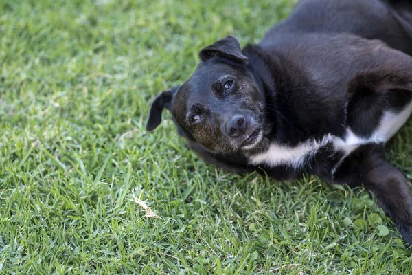 Black White Dog Lying Grass — Stock Photo, Image