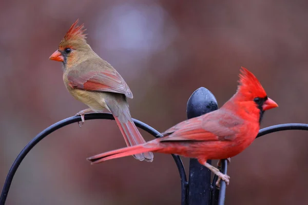 Kırmızı Kanatlı Kuş Bir Dala Oturmuş — Stok fotoğraf