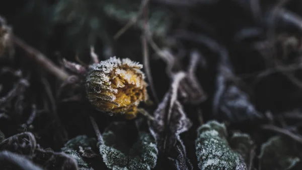 Kuru Bir Fabrikanın Yakınında — Stok fotoğraf