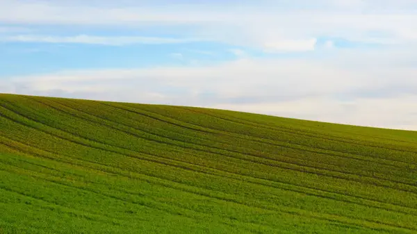 Grünes Weizenfeld Auf Dem Land — Stockfoto