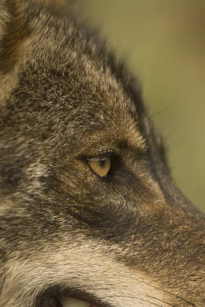 背景上的狼的肖像 — 图库照片