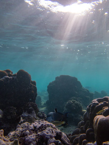 Красивый Подводный Вид Море — стоковое фото