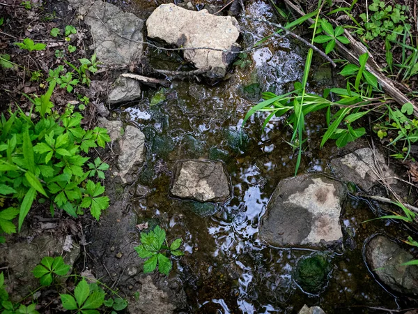 Grön Mossa Marken — Stockfoto