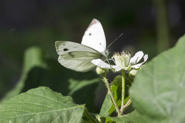 美しい蝶を間近で見ることができ — ストック写真