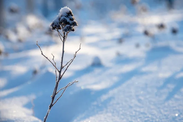 Árbol Cubierto Nieve Bosque — Foto de Stock