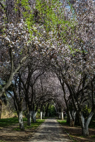Hermoso Jardín Primavera Floreciente Con Árboles Flores — Foto de Stock