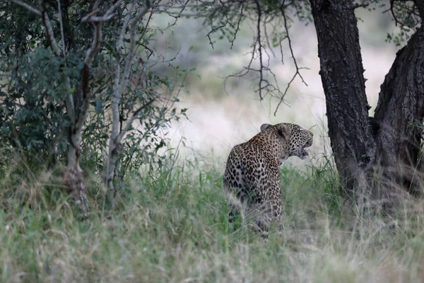 Lampart Parku Narodowym Kruger Rpa — Zdjęcie stockowe
