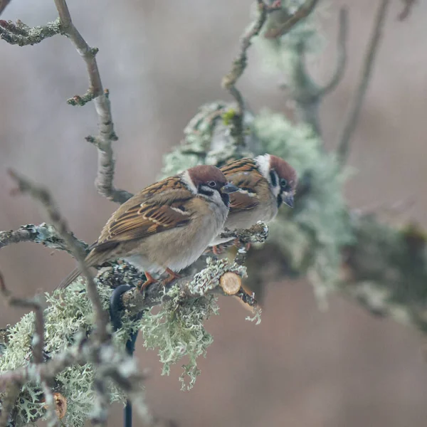 Vue Rapprochée Des Petits Oiseaux — Photo