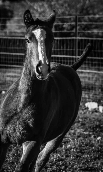 Zwart Wit Foto Van Een Jong Paard — Stockfoto