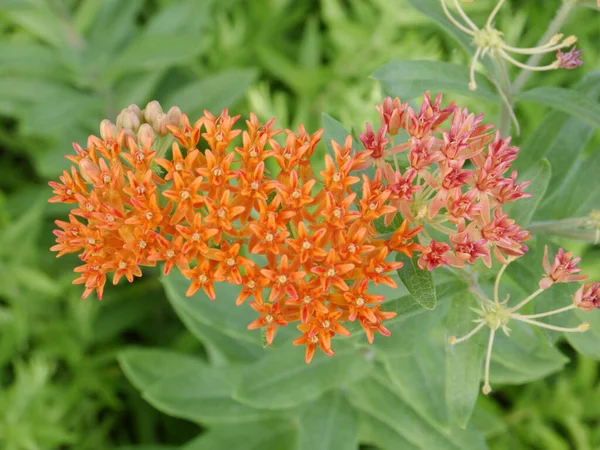 Primer Plano Una Hermosa Flores Amarillas Creciendo Jardín —  Fotos de Stock