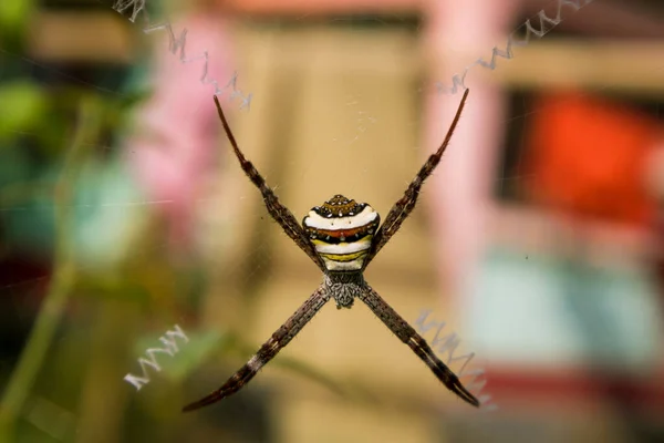 Bir Daldaki Örümceğe Yaklaş — Stok fotoğraf