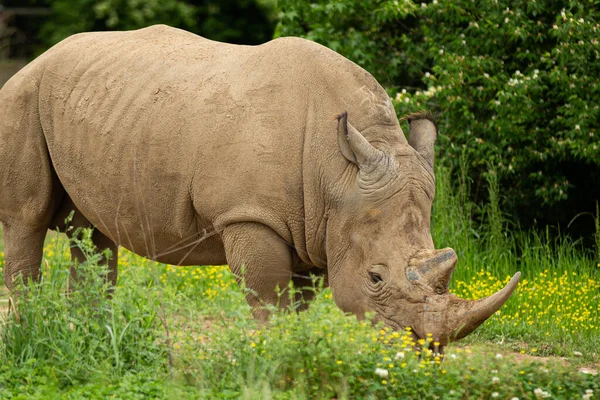 Closeup Shot White Rhino Kruger National Park — Stock Photo, Image