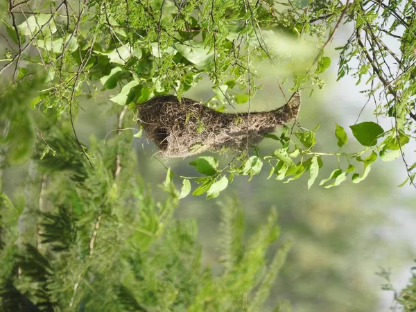 Primer Plano Hermoso Leopardo — Foto de Stock