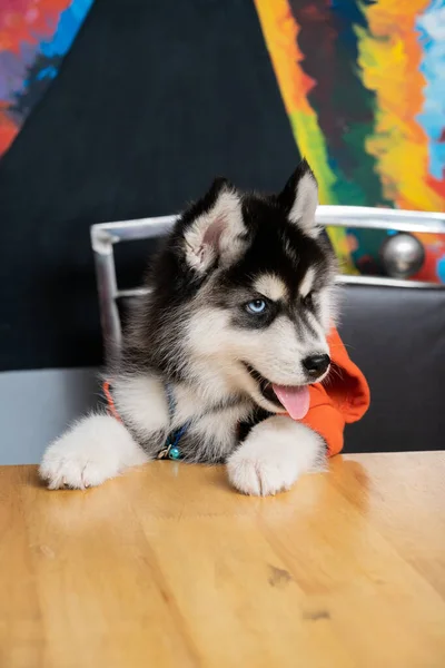 Portrait Cute Husky Puppy — Stock Photo, Image