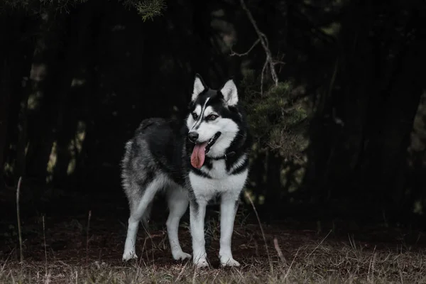 Yarı Köpek Ormanda Yürüyor — Stok fotoğraf