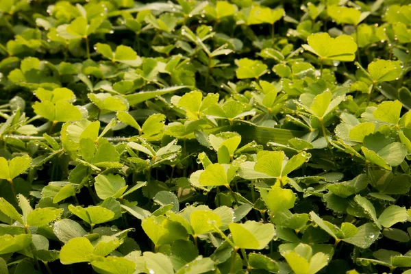 Foglie Verdi Una Pianta Nel Giardino — Foto Stock