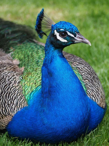 Beau Paon Avec Des Plumes — Photo