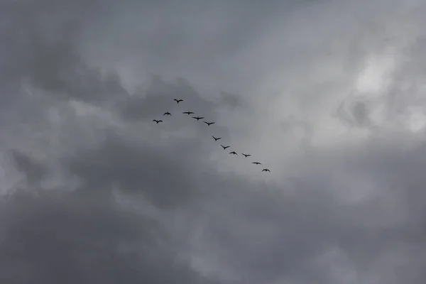 Turmă Păsări Care Zboară Cer — Fotografie, imagine de stoc