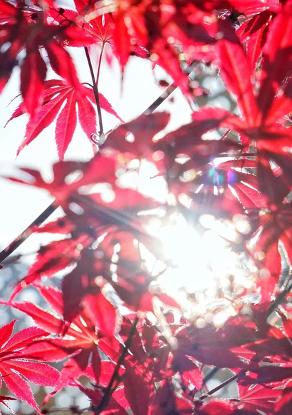 Κόκκινο Και Πράσινο Φόντο Φύλλα Σφενδάμου — Φωτογραφία Αρχείου