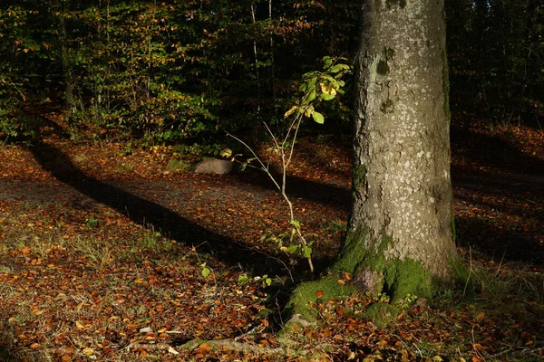 Herfstbos Met Bomen Mos — Stockfoto