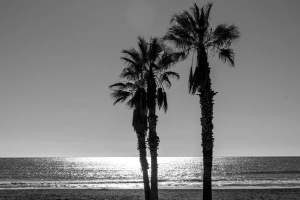 Silhueta Uma Praia Com Palmeiras Fundo Mar — Fotografia de Stock