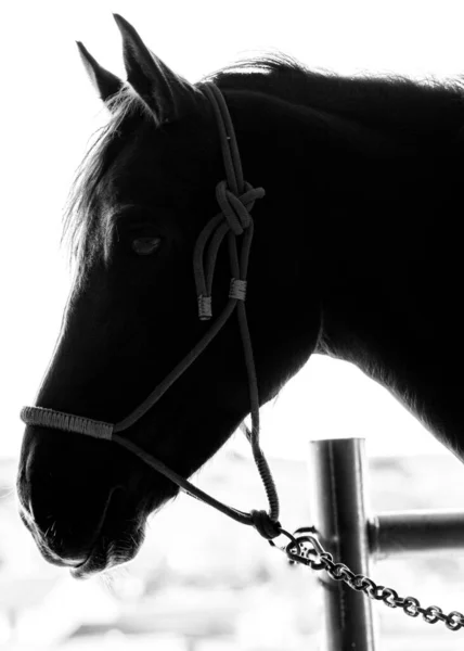 Retrato Cabeça Cavalo Preto — Fotografia de Stock