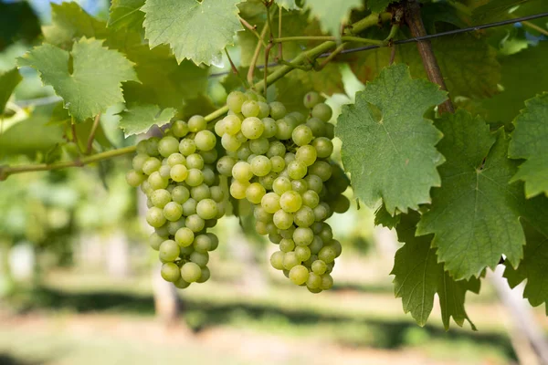 Druiven Wijngaard — Stockfoto