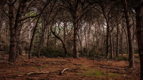 Vacker Utsikt Över Skogen — Stockfoto