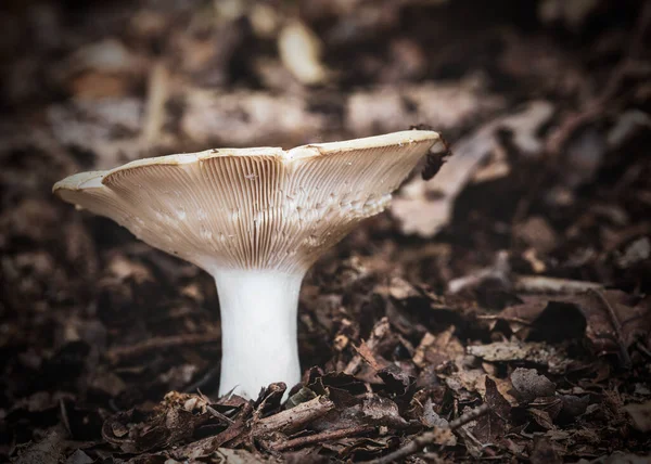 Mushrooms Forest — Stock Photo, Image