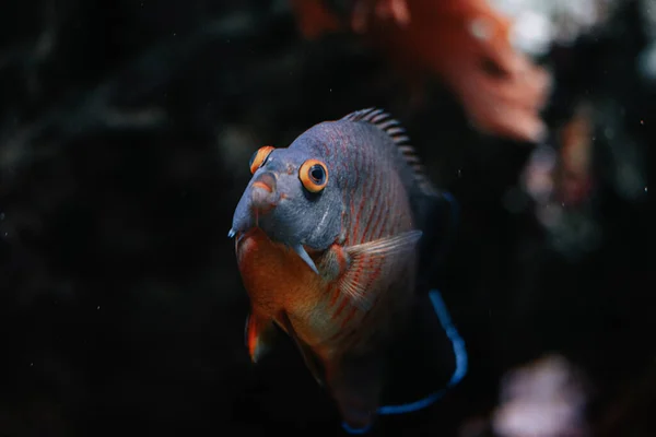 Fische Aquarium — Stockfoto