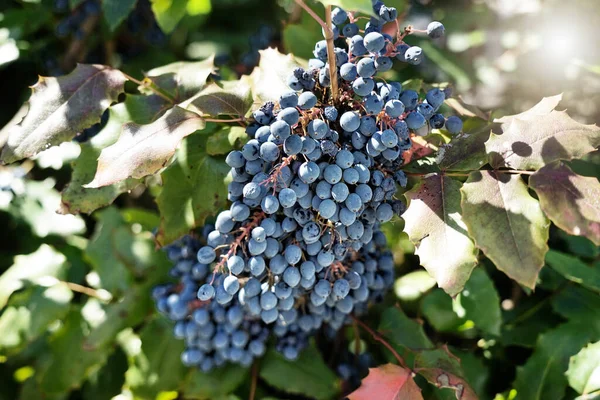 Виноград Лозі — стокове фото