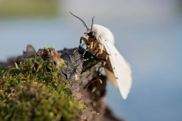 Close Van Een Wesp Een Witte Achtergrond — Stockfoto