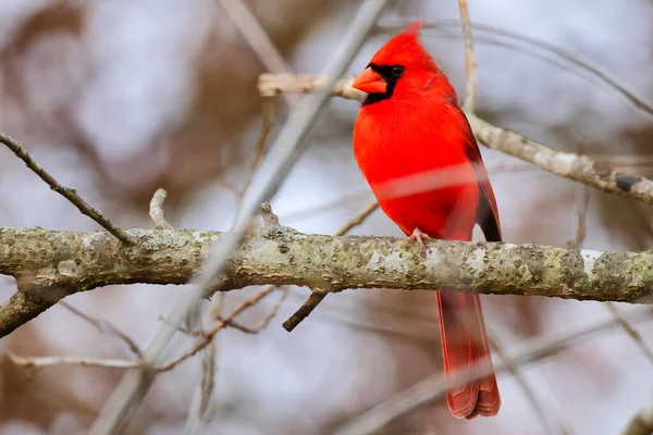Pájaro Carpintero Cabeza Roja Posado Una Rama — Foto de Stock