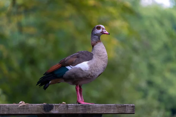 Primer Plano Hermoso Pájaro — Foto de Stock