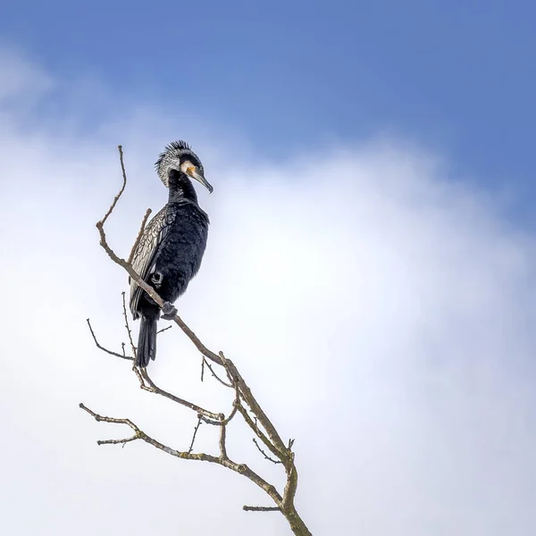 Pták Větvi Stromu Národním Parku Kruger Botswana — Stock fotografie