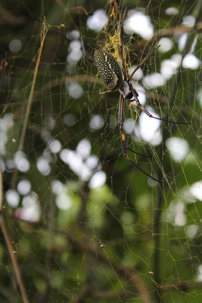 Araignée Sur Arbre — Photo