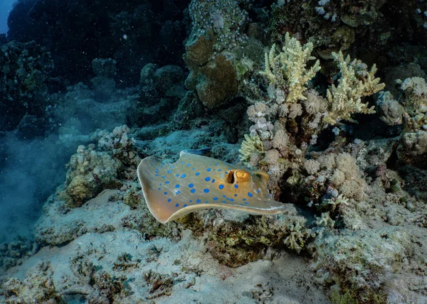 Arrecife Coral Mar Peces —  Fotos de Stock