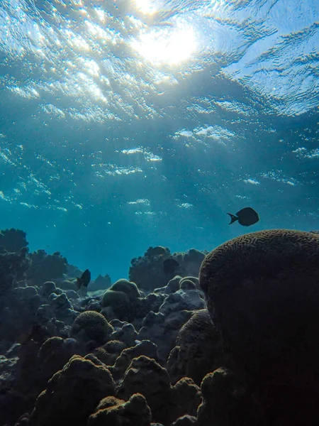 Récif Corallien Dans Belle Mer Monde Marin — Photo