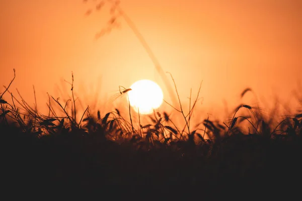 Zachód Słońca Polu Natura — Zdjęcie stockowe