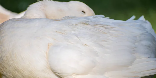 Oiseau Blanc Dans Zoo — Photo